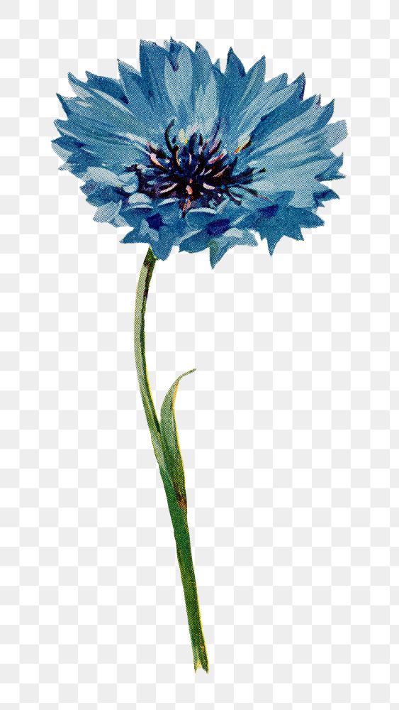 PNG blue flower, collage element, transparent background