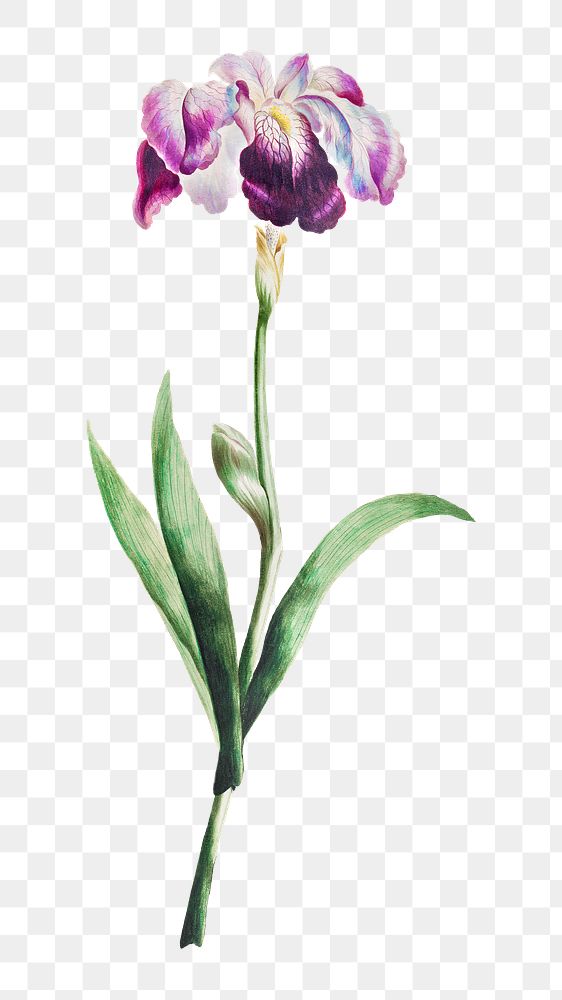 PNG Japanese iris flower vintage, collage element, transparent background