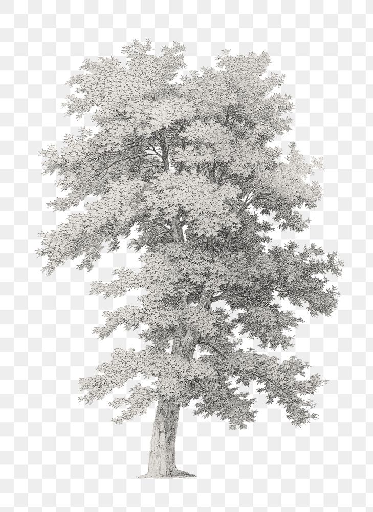 PNG Gray lone tree, vintage illustration by Jean Victor Bertin, transparent background. Remixed by rawpixel.