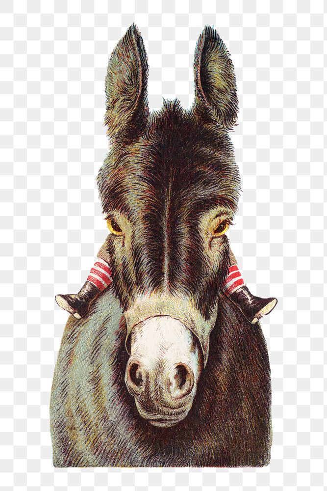 Vintage donkey png, animal illustration on transparent background. Remixed by rawpixel.