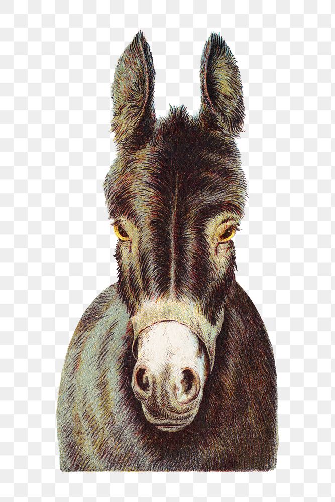 Vintage donkey png, animal illustration on transparent background. Remixed by rawpixel.