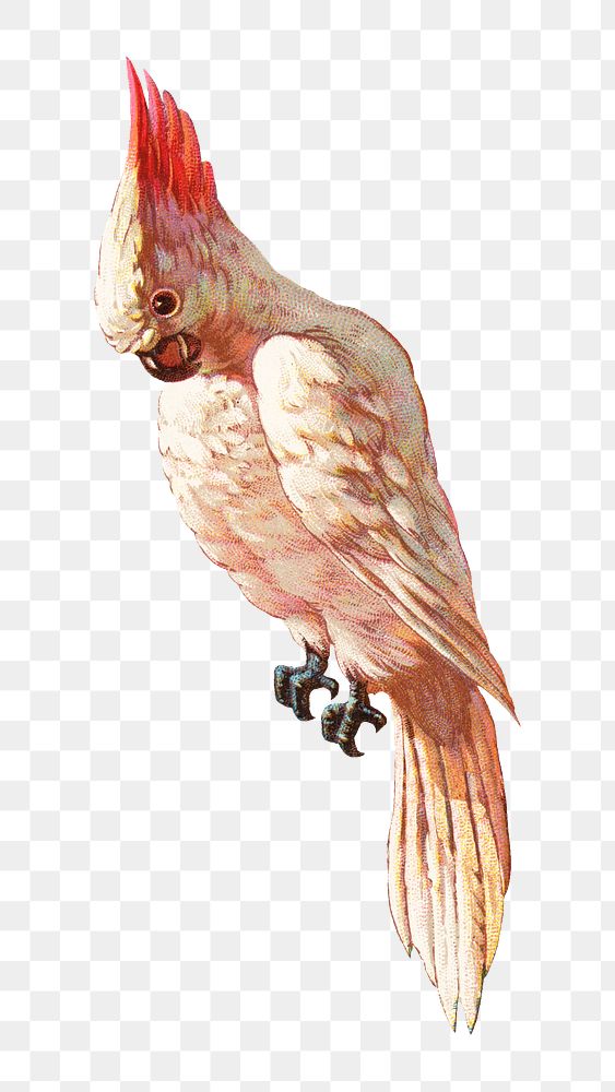 Vintage cockatoo png bird, transparent background. Remixed by rawpixel. 