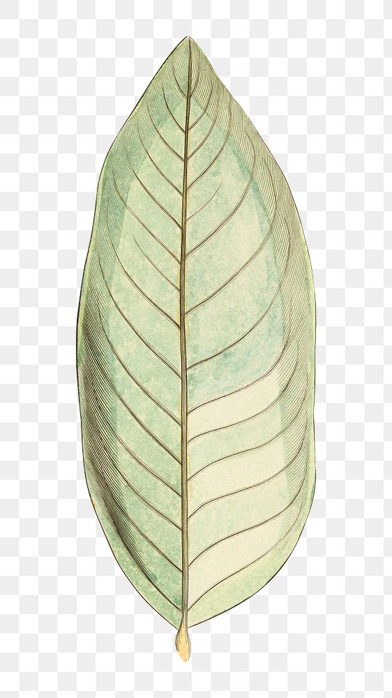 Vintage leaf png, transparent background. Remixed by rawpixel. 