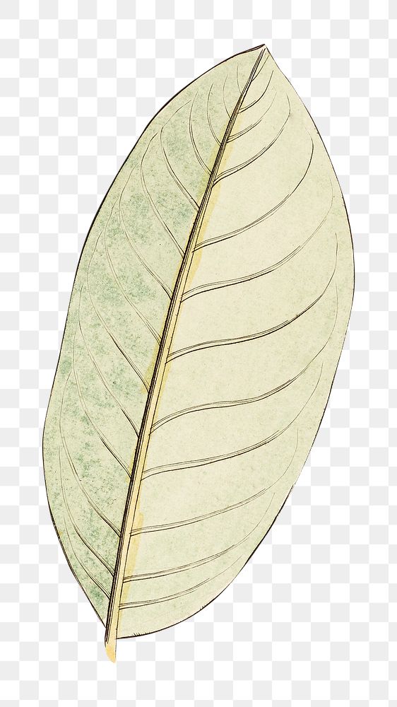 Vintage leaf png, transparent background. Remixed by rawpixel. 