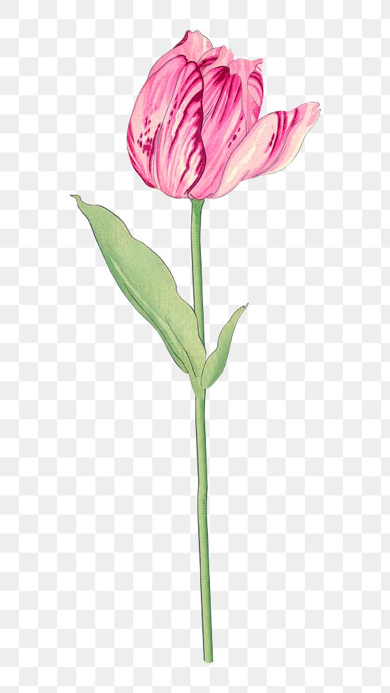 PNG tulip flower, collage element, transparent background