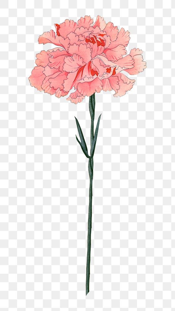 PNG pink carnation, collage element, transparent background