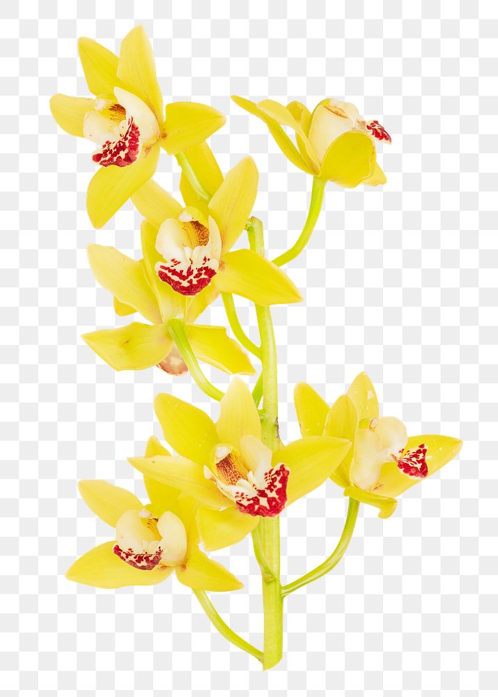 Yellow orchid png flower, transparent background