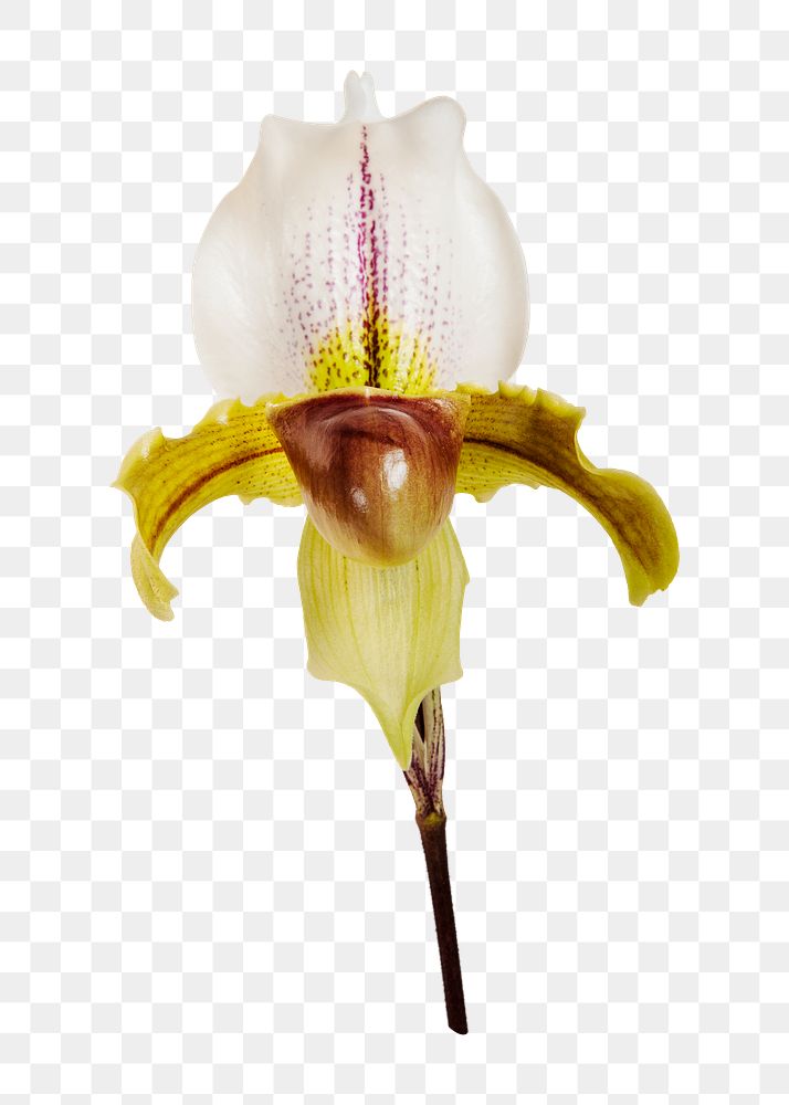 PNG white Cymbidium Orchid, collage element, transparent background