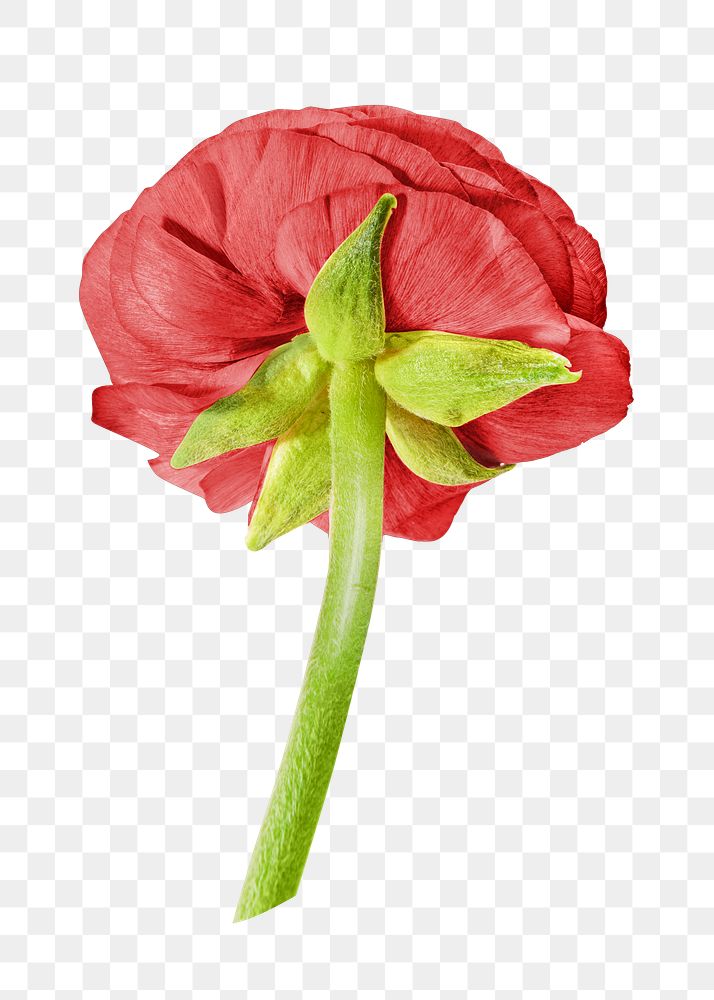 Red png flower with stem, transparent background