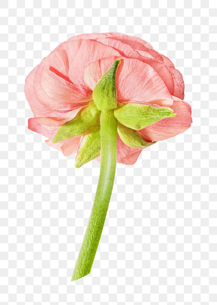 Pink png flower with stem, transparent background