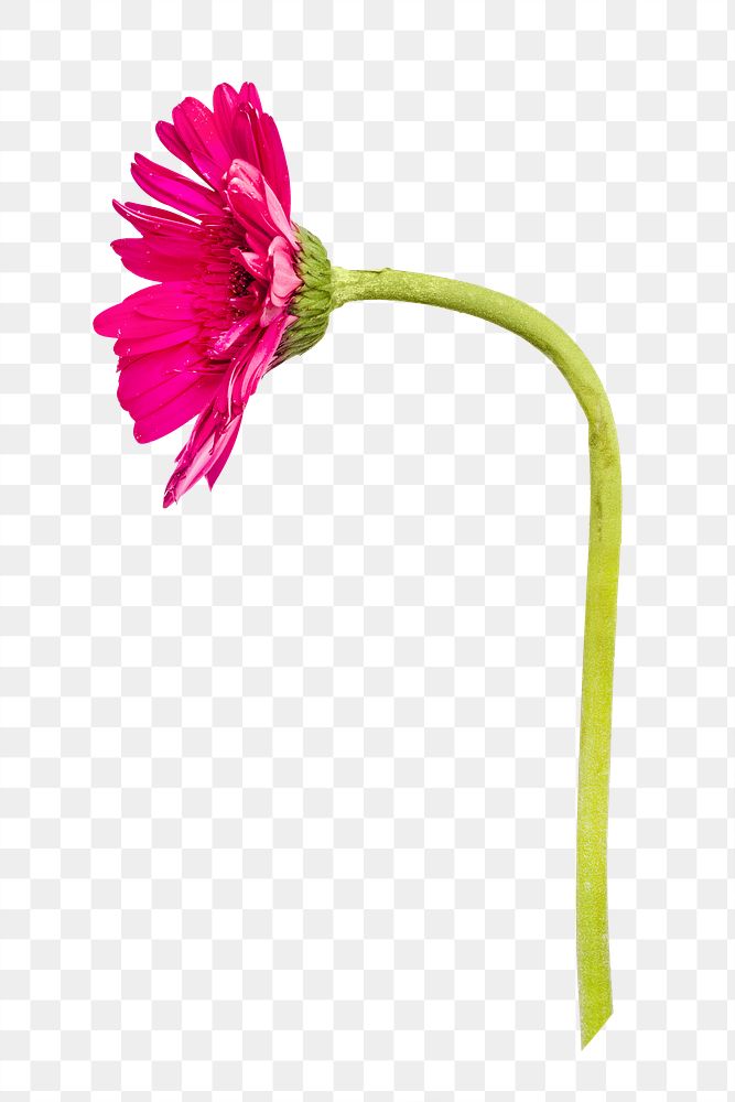 Pink daisy png flower, transparent background