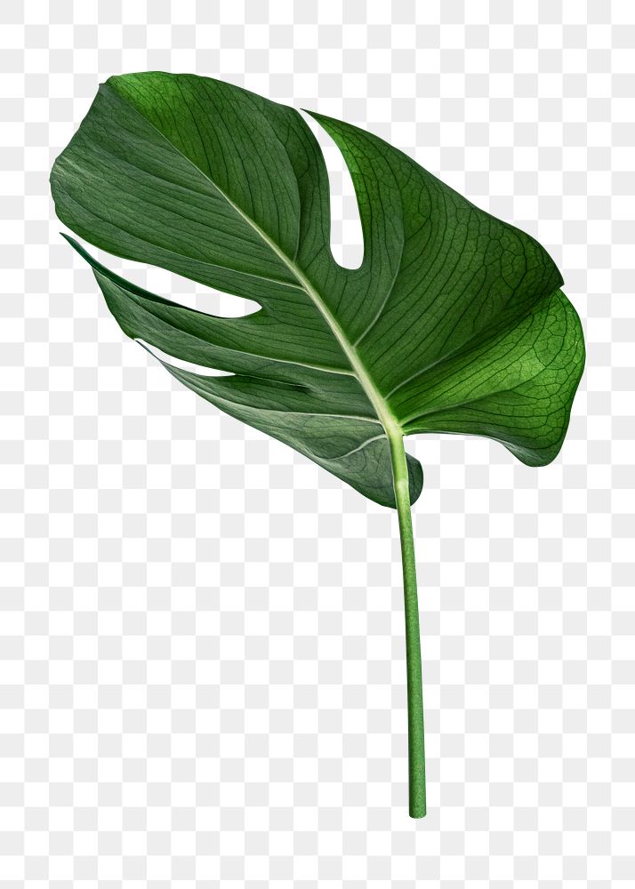 Monstera leaf png, transparent background