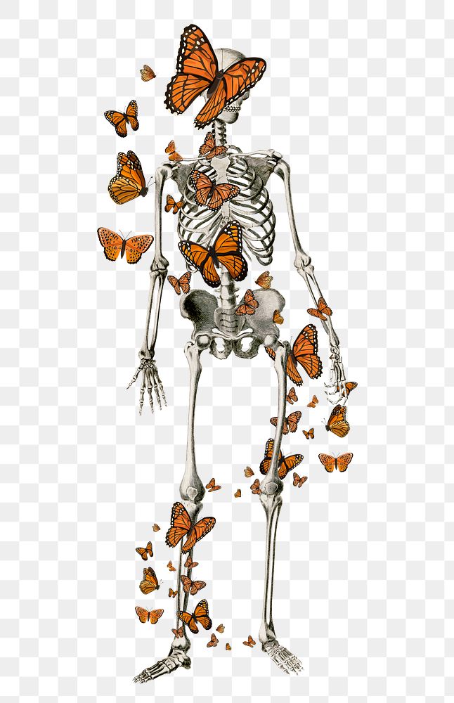 Skeleton & butterfly png sticker, transparent background