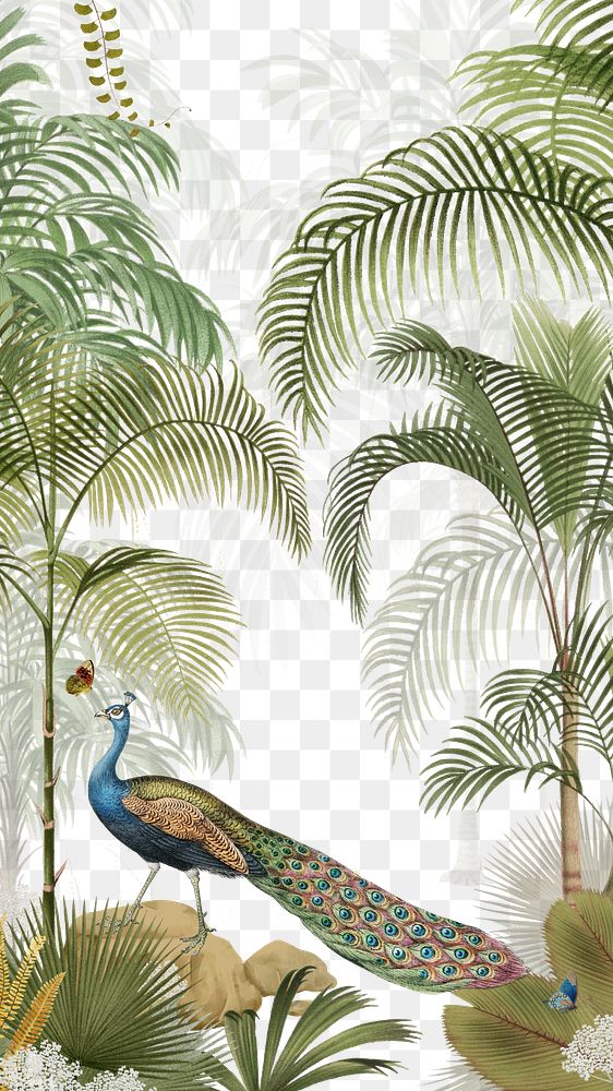 Exotic peacock png, transparent background
