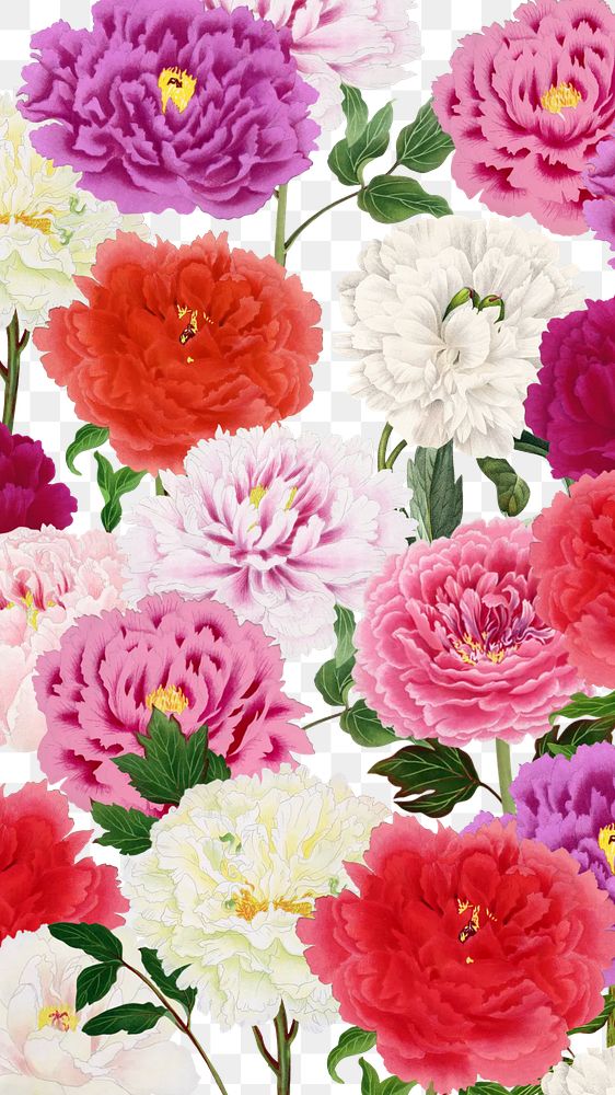 Spring carnation png colorful flowers, transparent background