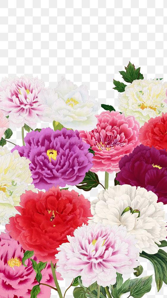 Spring carnation png flowers border, transparent background