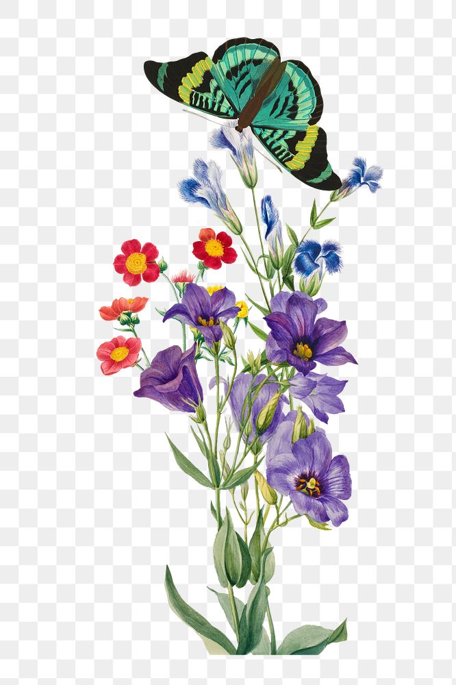 Texas bluebell flower png element, transparent background