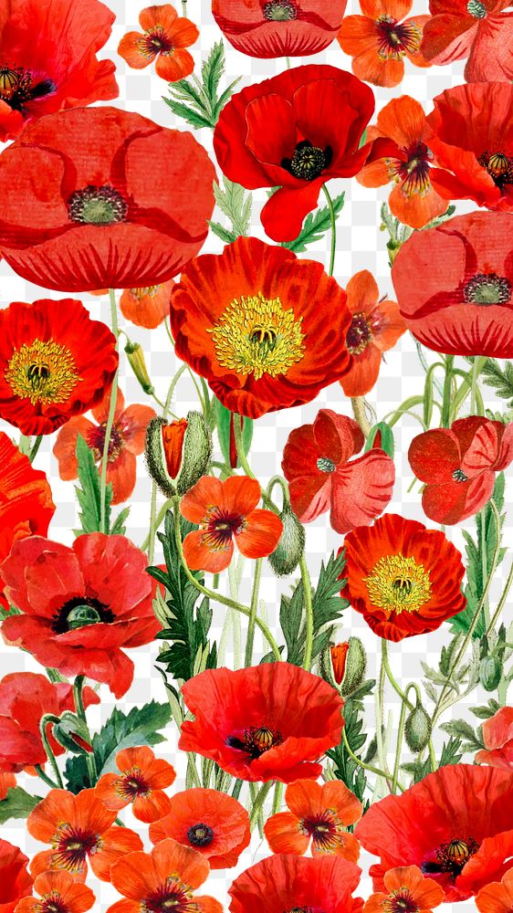 Red poppy flower png Spring, transparent background