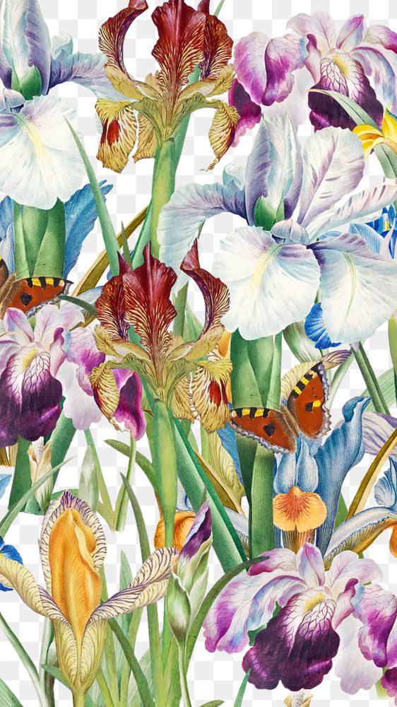 Beautiful iris png flowers, transparent background