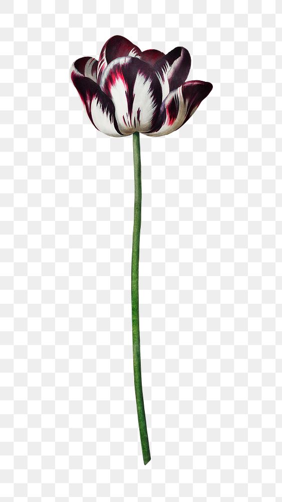 PNG tulip flower vintage botanical, collage element, transparent background