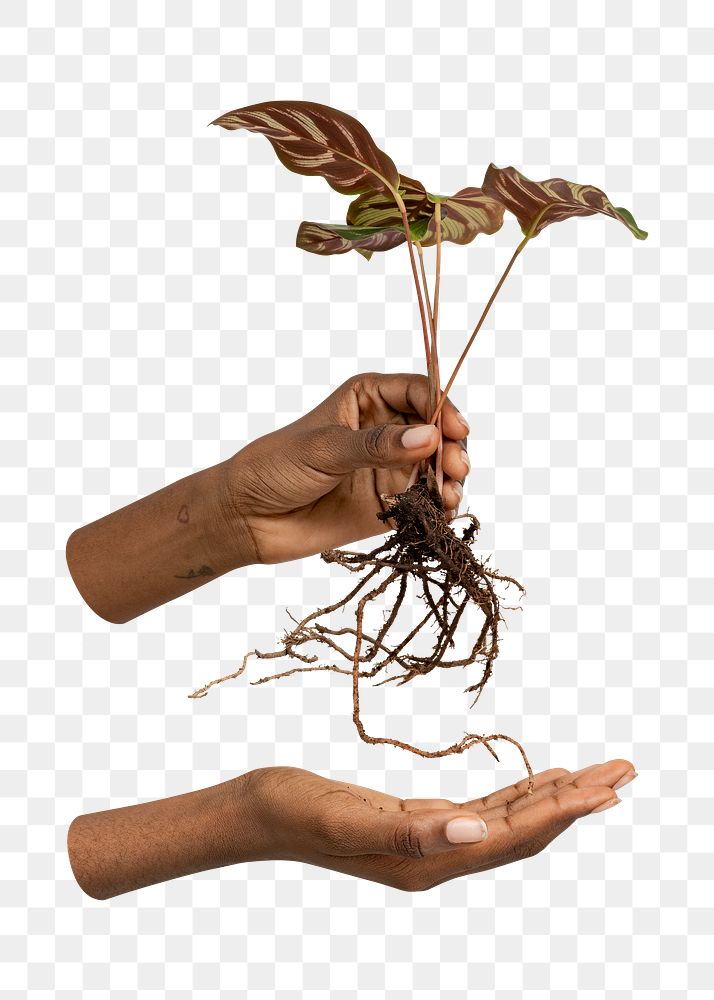 Png hands holding houseplant, transparent background