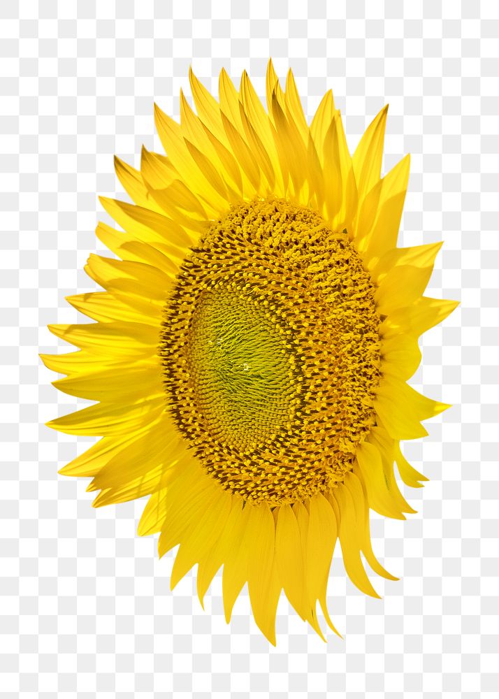 Large sunflower png yellow flower, transparent background 