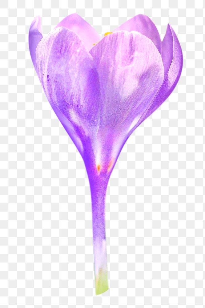 Purple flower, png collage element, transparent background