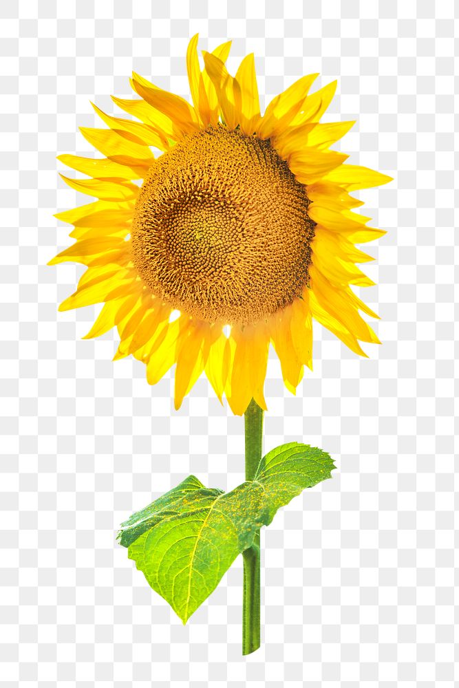 Sunflower png flower with stem, transparent background