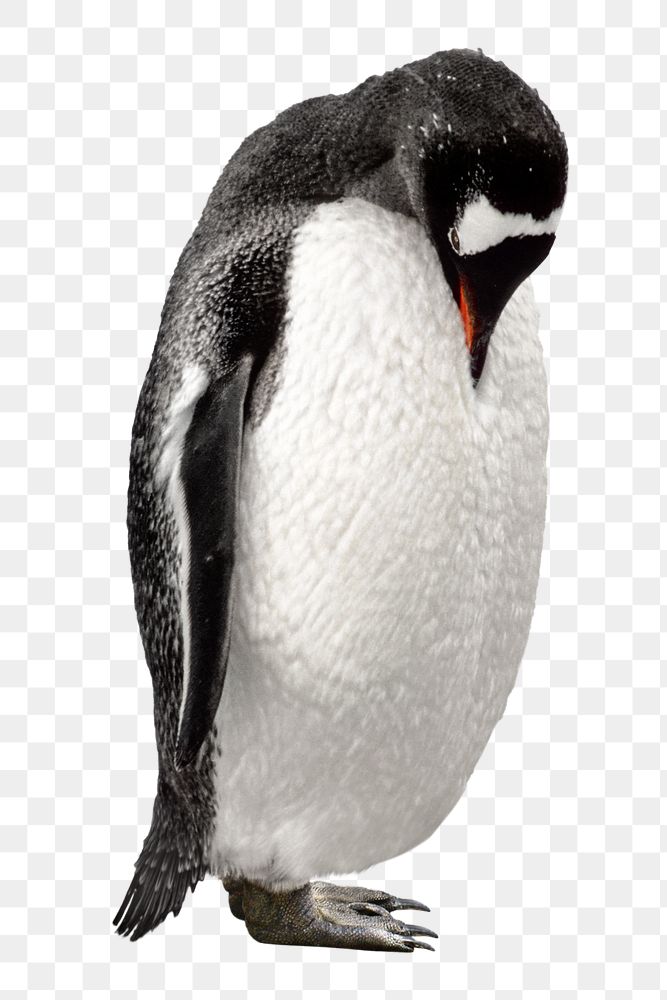 Wildlife penguin png bird, transparent background