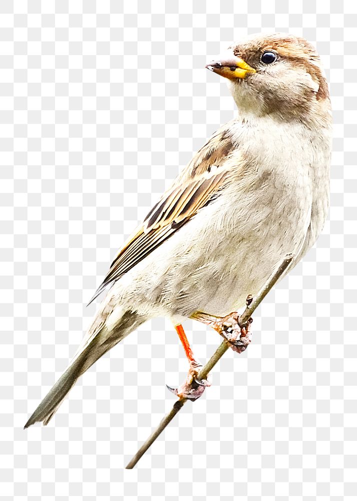 Sparrow bird png, transparent background