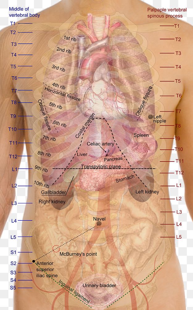 Surface projections of the major organs of the trunk, using the vertebral column and rib cage as main reference points of…