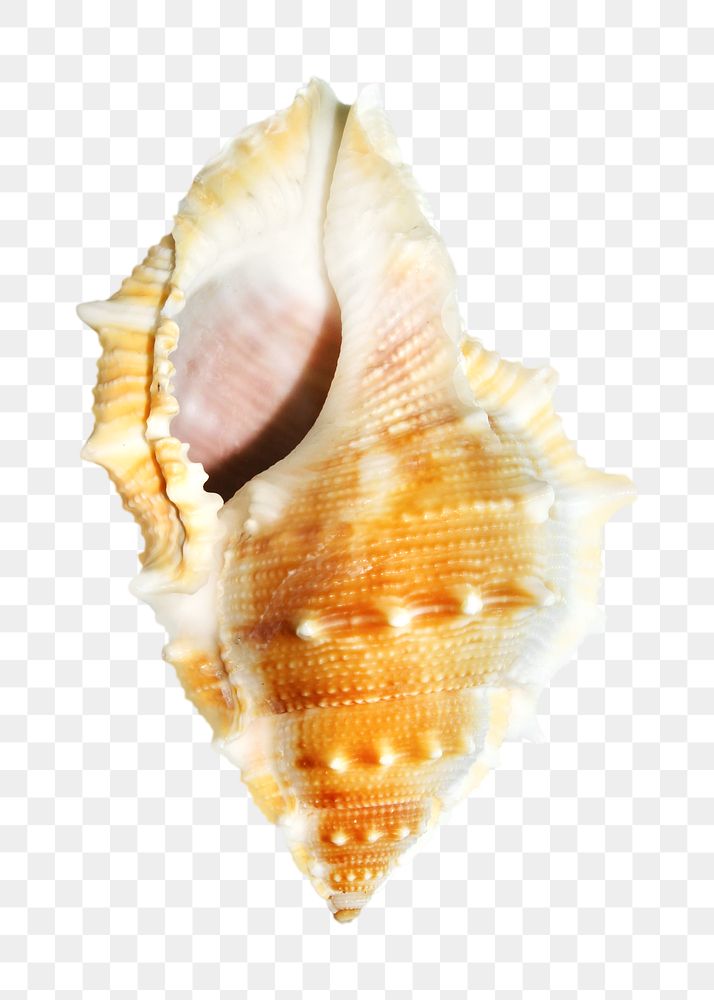 Conch shell png, transparent collage element