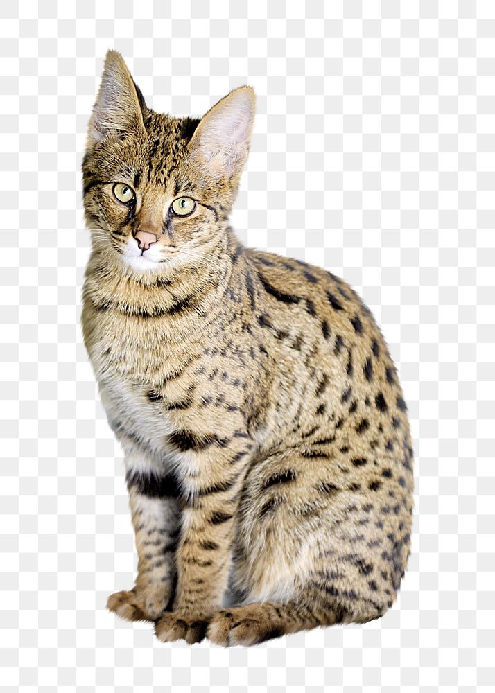 Savannah cat png collage element, transparent background