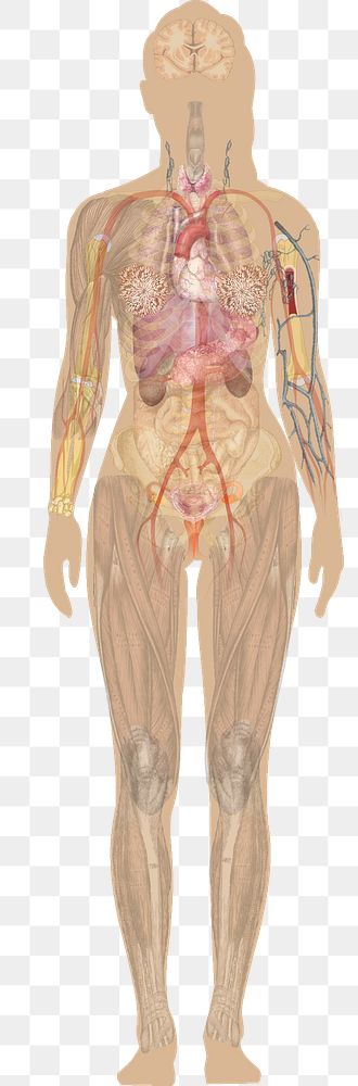 Template for use in Inkscape to make diagrams. Further informationat project main page: Human body diagrams. To discuss…
