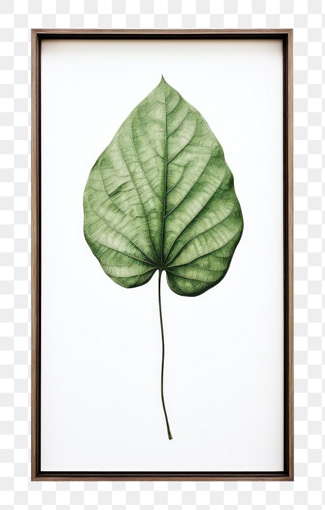 PNG  Painting leaf plant frame. AI generated Image by rawpixel.