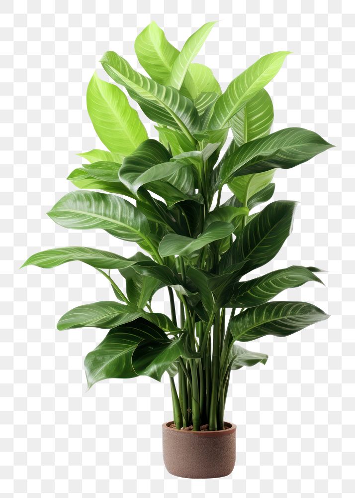 PNG Plant png leaf white background houseplant. AI generated Image by rawpixel.