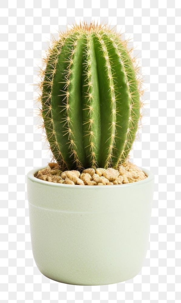 PNG Cactus pot. AI generated Image by rawpixel.