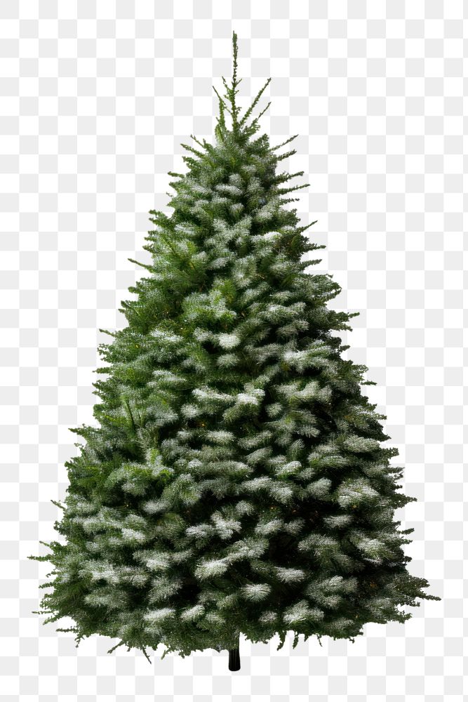 PNG  Artificial christmas tree plant white pine