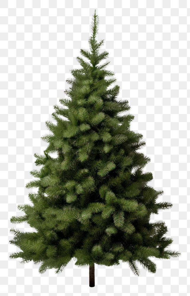PNG Pine tree for Christmas