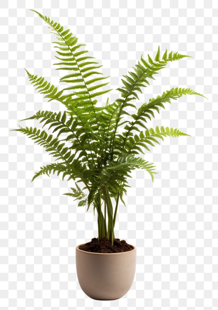 PNG Fern plant pot, houseplant. AI generated Image by rawpixel.