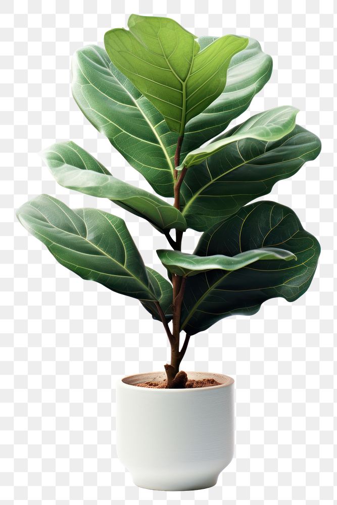 PNG Fiddle fig plant leaf, houseplant. AI generated Image by rawpixel.