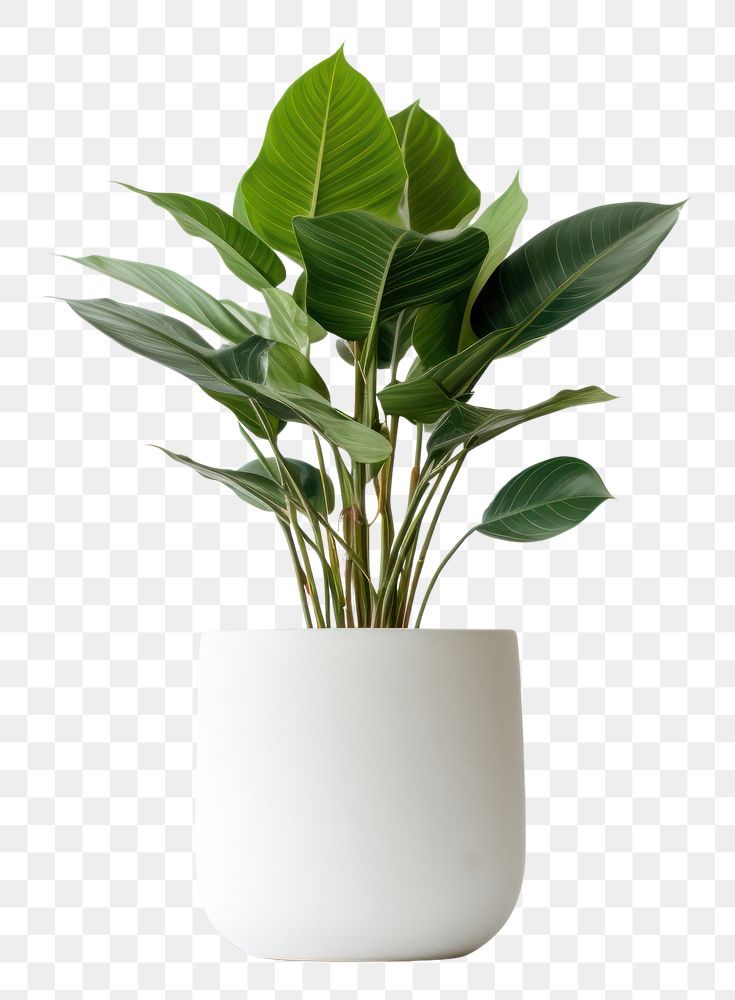PNG Aesthetic houseplant, home decor. 