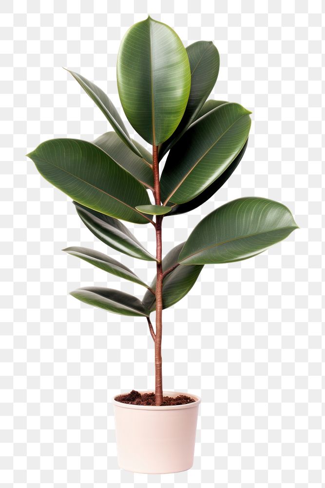 PNG Rubber plant leaf houseplant