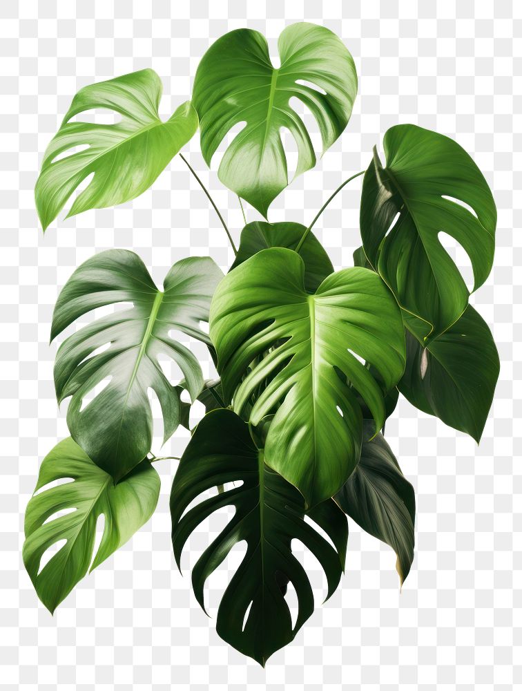 PNG Philodendron billietiae Croat plant leaf white background. AI generated Image by rawpixel.