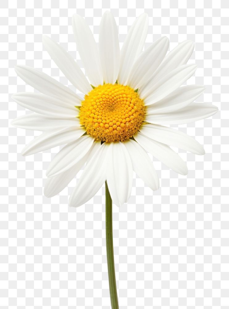 PNG  White daisy flower plant white. AI generated Image by rawpixel.