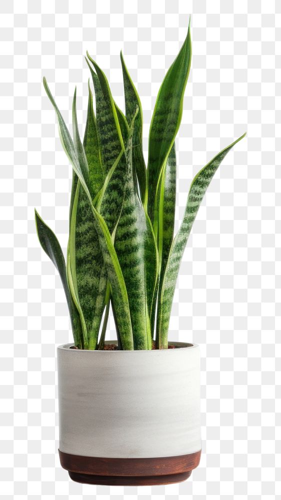 PNG  Snake plant vase houseplant freshness. AI generated Image by rawpixel.