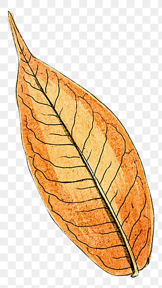 Brown leaf png vintage illustration, transparent background