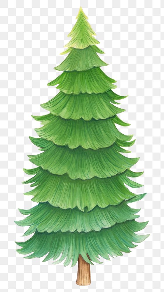 PNG Christmas tree plant green leaf. AI generated Image by rawpixel.