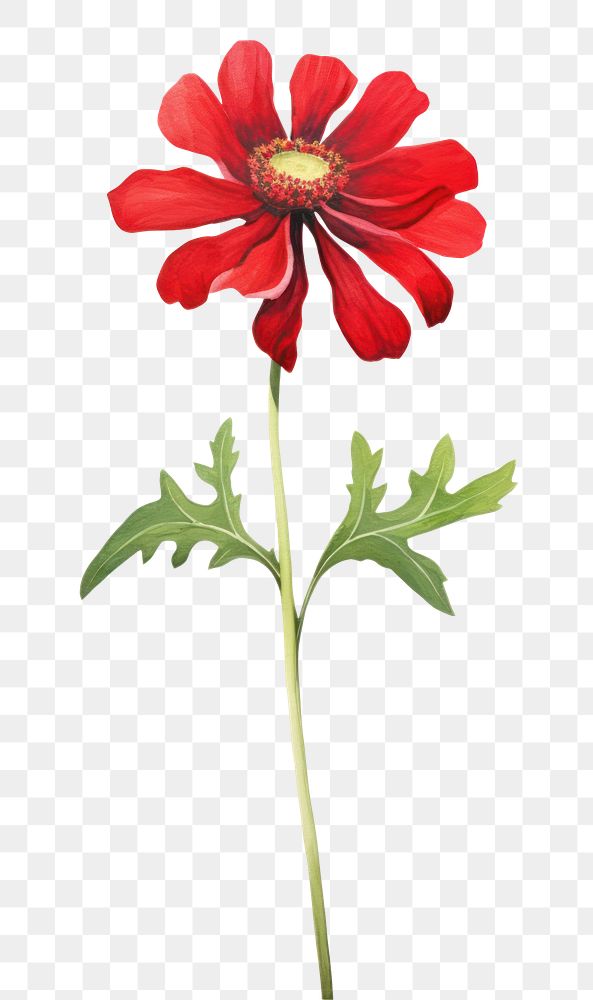 PNG  Red flower dahlia petal plant. AI generated Image by rawpixel.
