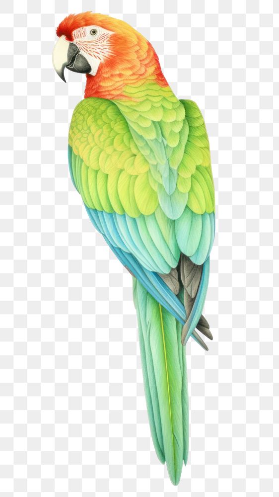 PNG  Parrot drawing animal bird. AI generated Image by rawpixel.